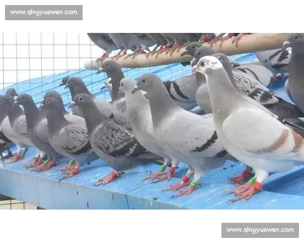 信鸽比赛前科学调理与状态提升关键方法和实战经验全面解析与备赛指南